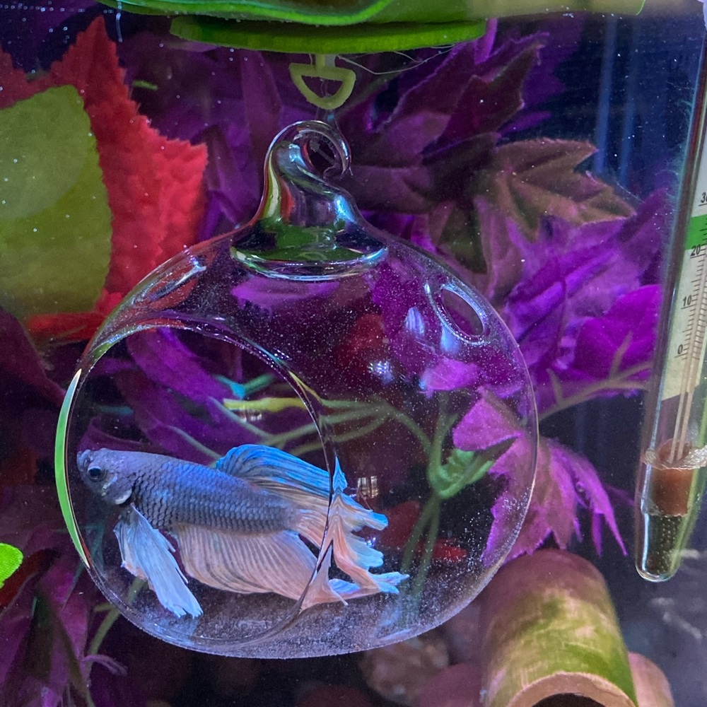 🔥Betta fish feeding house. No more messy tanks. - Picture 8 of 17